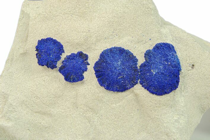 Vibrant Blue Azurite Suns on Siltstone - Australia #287952